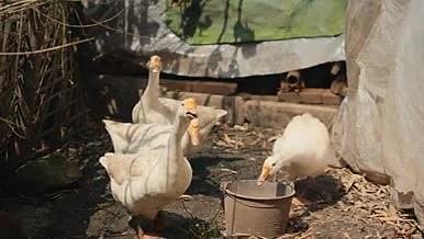 4k实拍圈养鸭子家禽乡村生活视频的预览图